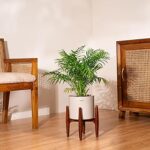 Kyari Areca Palm Live Indoor Plant with Cream Self Watering Metal Pot without Stand- Large 8 Inch