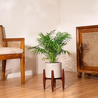 Kyari Areca Palm Live Indoor Plant with Cream Self Watering Metal Pot without Stand- Large 8 Inch