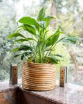 Classic Planter Pot