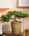Artificial Succulents with Pot