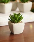 pure_home_and_living_green_artificial_cactus_succulent_plant_with_cement_pot.jpg