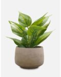 Draceana Leaf Spray