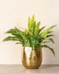 Set of 4 Faux Succulent with Cement Pots