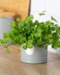 typhoon_grey_carbon_steel_solid_planter.jpg